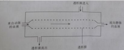 下图是血液透析装置的原理图,图中的透析膜相当于( )