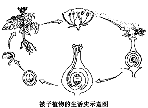 受精后,胚珠发育