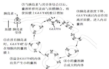 细胞外葡萄糖浓度调节胰岛b细胞分泌胰岛素的过程如图