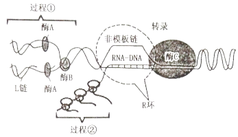 当某些基因转录形成的mrna分子难与模板链分离时,会形成rna-dna 杂交