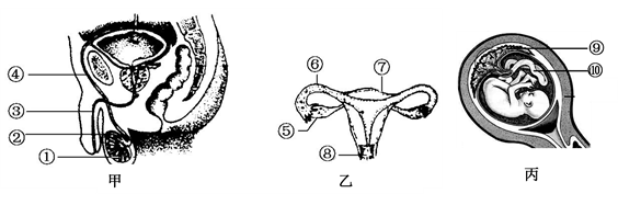 【推荐3】下面图甲和图乙分别为男女生殖系统示意图,图丙为胎儿在母体