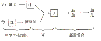 图为男,女生殖器官图,根据图中编号及所指部位,回答下列问题.