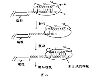 20世纪90年代以来,关于细胞衰老的机制科学家提出许多