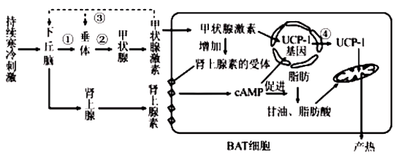 甲状腺激素和肾上腺素可作用于褐色脂肪细胞(bat)和肝脏细胞.