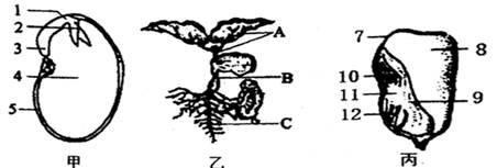 如图为菜豆种子和玉米种子结构图以及种子萌发的过程示意图,据图回答