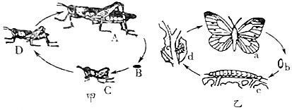 雷氏黄萤是我国特有的萤火虫它的生命过程如图所示请据图回答