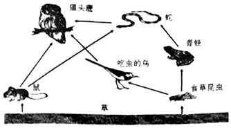下图一表示该森林生态系统中的食物链和食物网,图二表示图一中某条