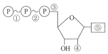 细胞中的datp(d表示脱氧)是脱氧腺苷三磷酸的英文名称缩写,其结构式可