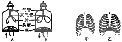 【推荐1】下面是模拟胸部呼吸运动的实验示意图,请据图分析回答相关