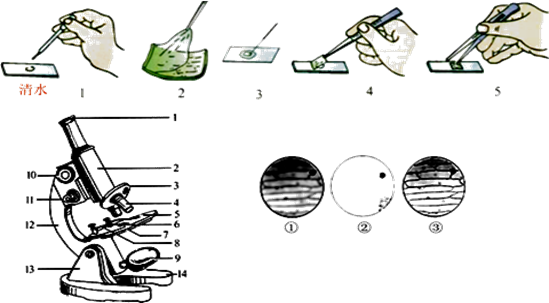 光学显微镜的使用步骤及注意事项(1)请将图中临时装片制作的顺序正确