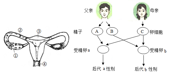 【推荐2】下面左图为女性生殖系统示意图,右图是丧示人生男生女遗传