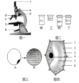 基本单位 中学生物学实验的常用工具 光学显微镜的结构和各部分的功能