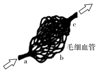 血液循环 ①若c处尿素浓度降低,则b可能为肾小管周围的毛细血管 ②若c