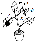 花生是被子植物门,双子叶植物纲的植物,闭花授粉并受精后,子房下部