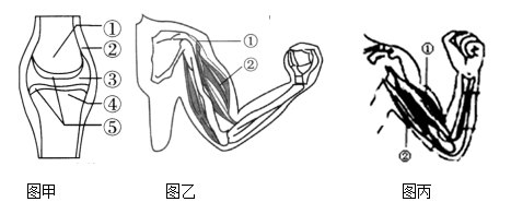 如图是人体产生屈肘和伸肘动作的示意图,请根据图回答