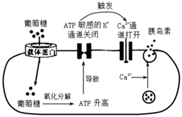 科学家研究发现胰岛素可以改善神经细胞的生理功能,其