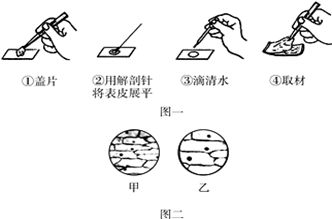 实验的常用工具 光学显微镜的使用步骤及注意事项(1)切取洋葱鳞片叶