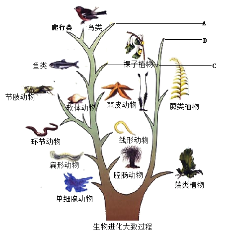 【推荐2】下列是生物进化树,请据图回答问题