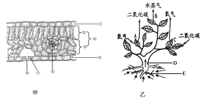 如图是菠菜叶片结构图,请回答问题