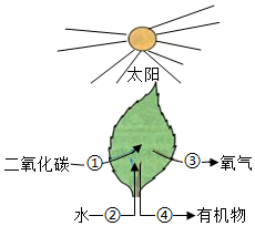 ③表示相关物质;图二是绿色植物叶片横切面结构示意图,图三是细胞