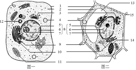 仔细观察下列各细胞结构模式图,并回答问题