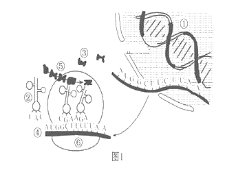 结构示意图细菌侵染细胞过程图解生物遗传学手绘人体遗传物质的结构图