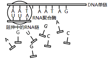 下图为线粒体中相关物质的生物合成示意图下列分析错误的是