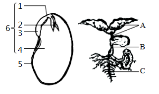 如图是豌豆有关结构示意图,据图回答下列问题