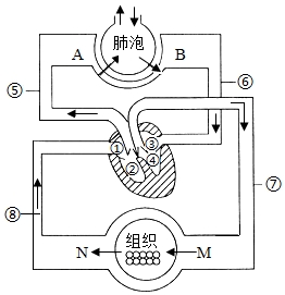 下图为人体部分血液循环示意图,数字表示人体内的某些