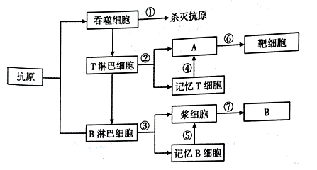 下图为体液免疫过程示意图,甲为某病原体,乙～己为免疫细胞,①和②为