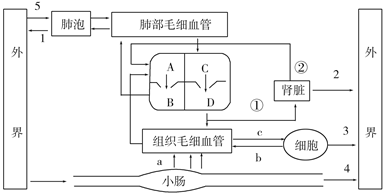 【推荐3】如图为人体呼吸系统,消化系统,循环系统和泌尿系统的生理