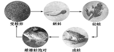 从有崇拜,有故事,有图文的文明发展轨迹看,中国古代有蟾蜍文化.