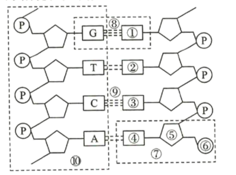 高中生物综合库 遗传与进化 遗传的分子基础 dna分子的结构和复制 dna