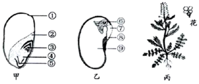 图甲表示小麦种子纵切面,乙表示小麦根尖的结构请结合所学知识回答