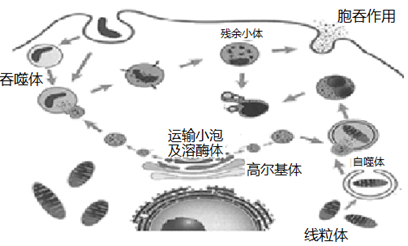 细胞质 细胞器之间的协调配合 【推荐3】下图是动物细胞溶酶体系统