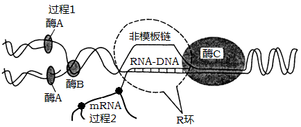 遗传的分子基础 dna分子的结构和复制 【推荐3】当某些基因转录形成的