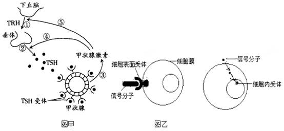 图乙表示不同的信号分子对靶细胞作用b细胞表面的受体甲状腺激素靶