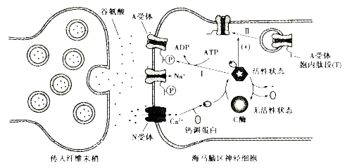 离子的跨膜运输是神经兴奋传导与传递的基础突触传递过程中前后膜内外