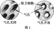 保卫细胞吸水时,气孔张开;保卫细胞失水时,气孔闭合(如图1所示).