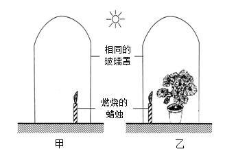 18世纪,某科学家在探究绿色植物的光合作用过程中,做了如下实验