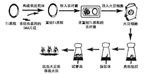 目的基因的获取【推荐1】下图是利用基因工程技术培育转基因抗虫(bt毒