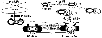 图1是hiv结构示意图,图2是hiv侵入人体t淋巴细胞并增殖的示意图,图3