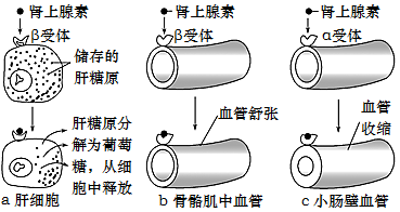 【推荐3 如图表示肾上腺素在不同组织细胞发挥作用的机制.