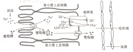 图1表示小肠上皮细胞亚显微结构示意图,图2为膜蛋白功能示意图,请据图