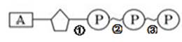 【推荐2】atp是生命活动的直接能源物质,图为atp的结构简式.