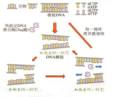 如图为利用pcr技术检测受检人是否携带hiv(属于逆转录病毒)的示意图.