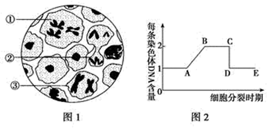 下图为水稻(2n=24)花粉母细胞正常减数分裂不同时期的