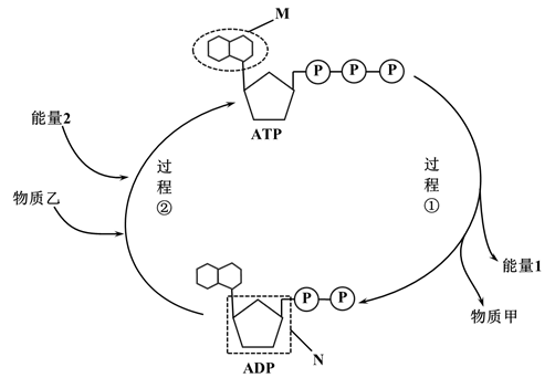 atp的功能及利用 【推荐3】下图是细胞内atp与adp相互转化的示意图