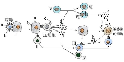 b淋巴细胞和t淋巴细胞表面均有抗原受体分别称为bcr和tcr这两类受体在