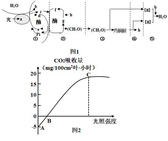 已知光合作用分为光反应与暗反应两个阶段,某研究小